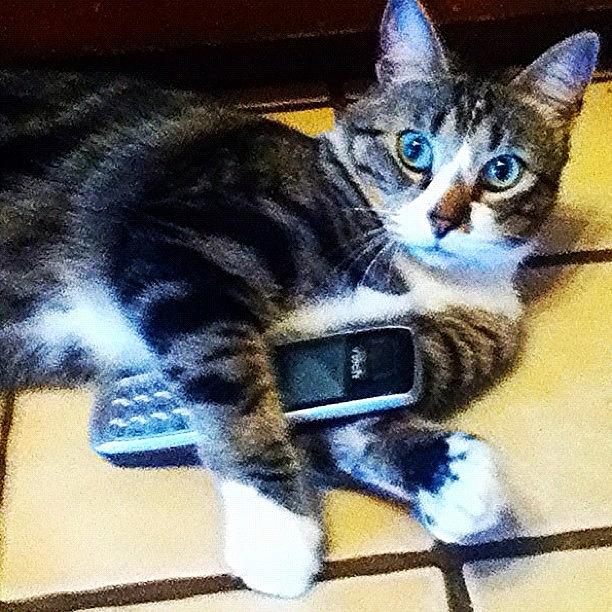 Cool Photograph - Cat With Phone by Steven Black