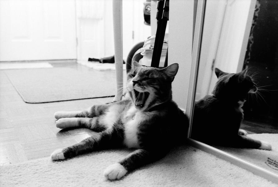 Cat Yawn true BW Photograph by Katherine Huck Fernie Howard