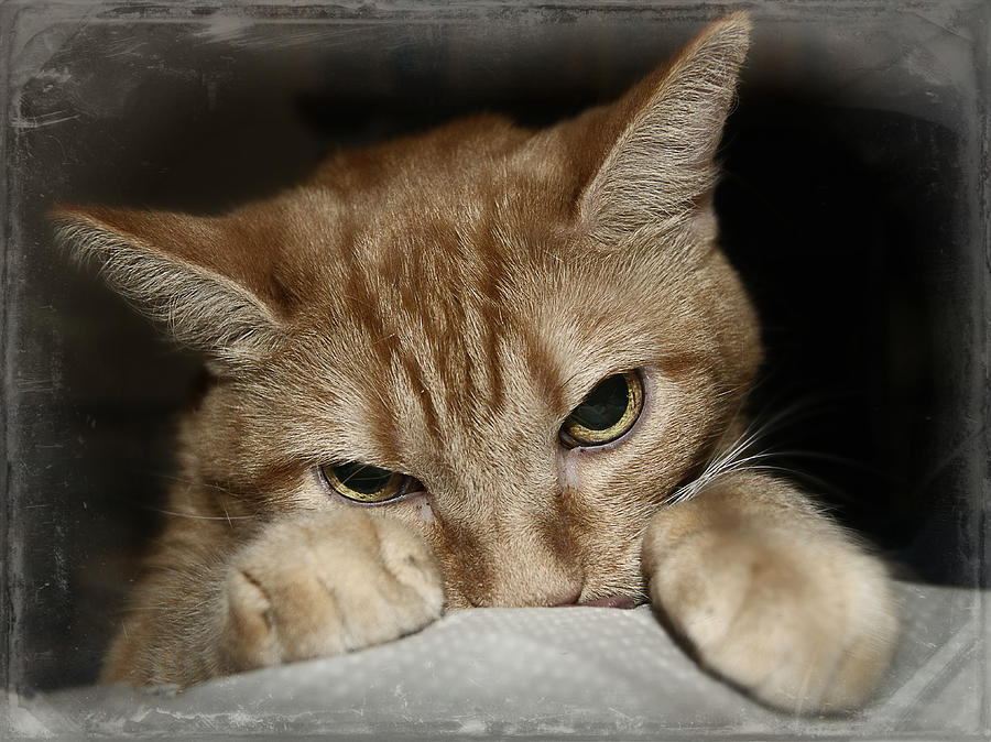 Cat Photograph - Cat2 by Benito Avila