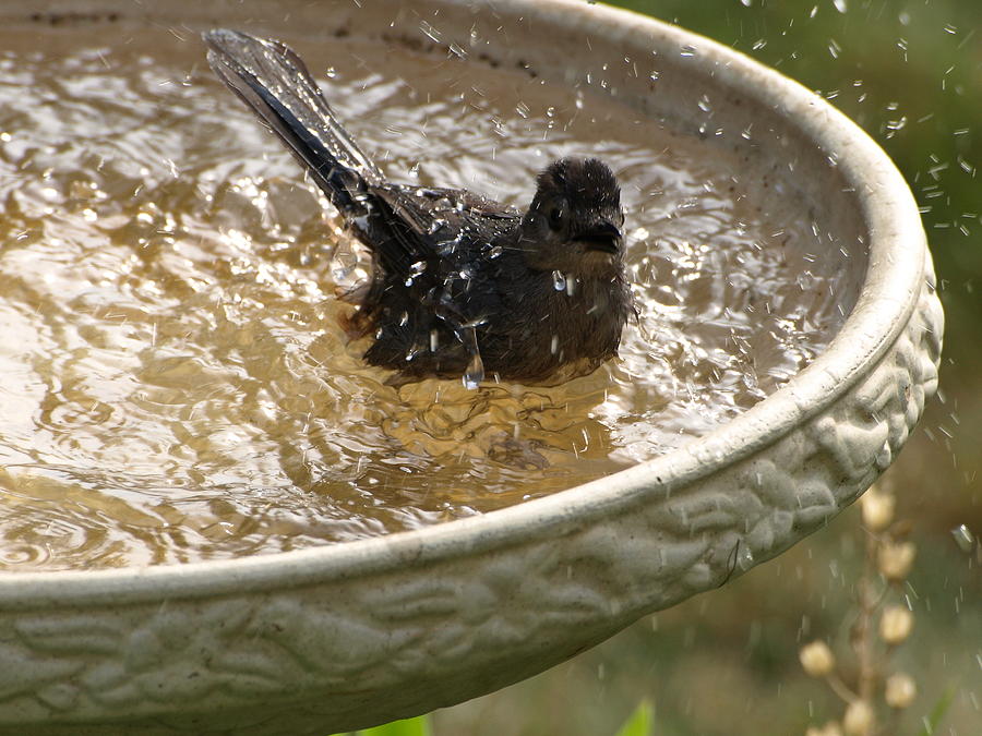 Catbird Bath - 2 Photograph by Jeffrey Peterson