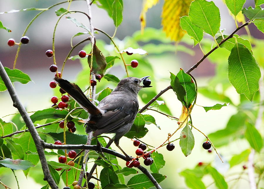 Nature Photograph - Catbird with Berry - rear view by Mary McAvoy
