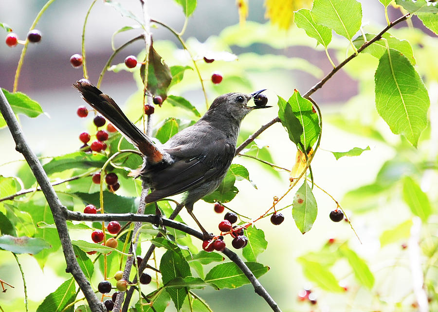 Catbird with Berry II Photograph by Mary McAvoy