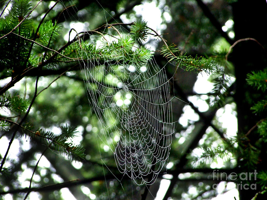 Catch-All Spiderweb Photograph Photograph by Kristen Fox