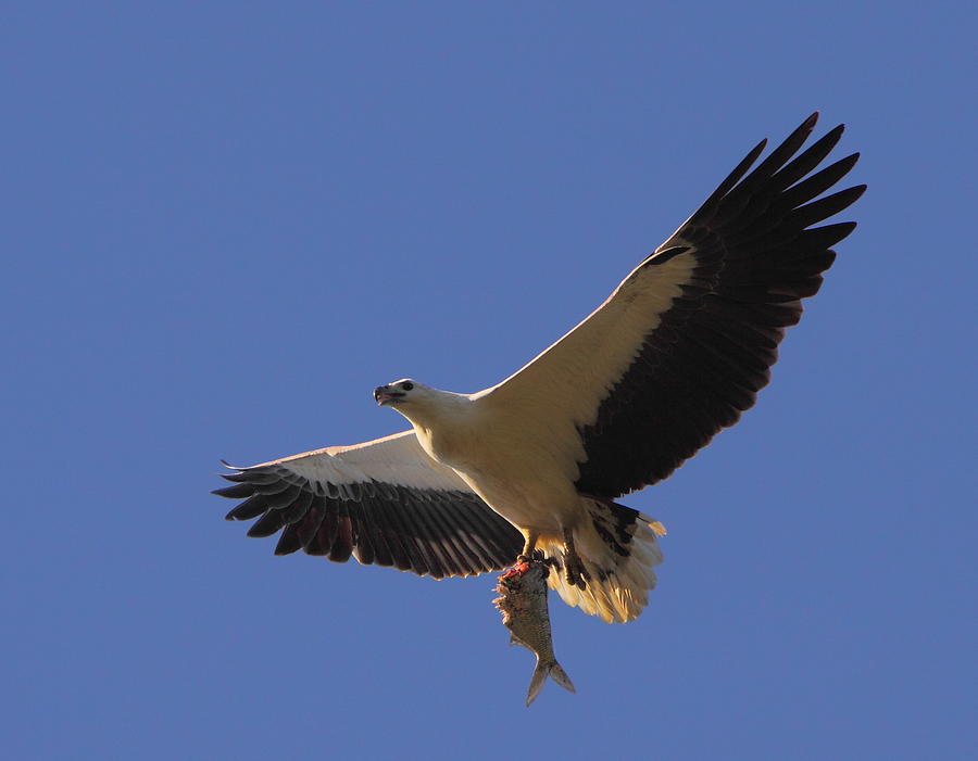 Catch of the Day - White-bellied Sea-eagle Photograph by Bruce J Robinson