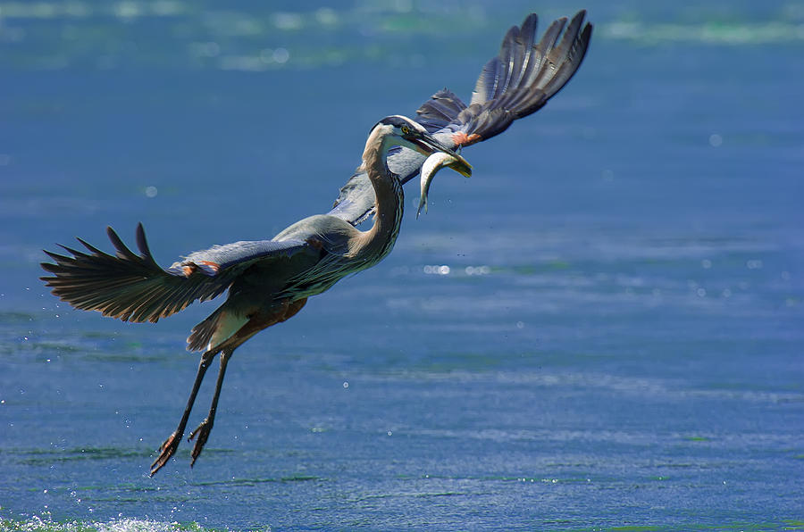 Heron Photograph - Catch of the Day by Sebastian Musial