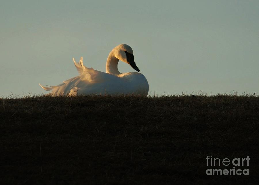 Swan Photograph - Catching A Breeze by Joy Bradley