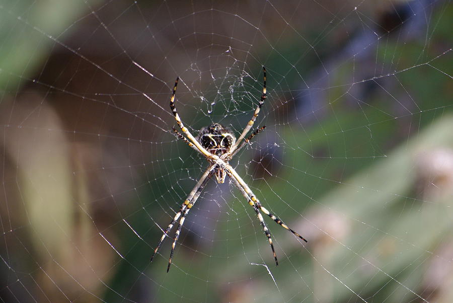 Catching Rays - 2 Photograph by Mary Wieder - Fine Art America