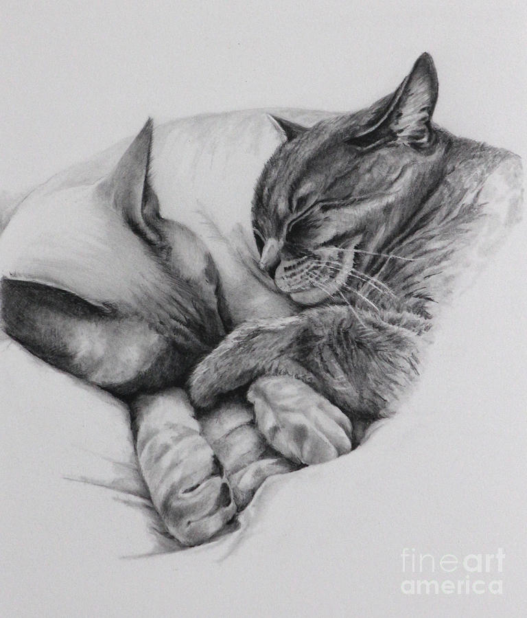 Cat Drawing - Catching Some Shuteye by Margit Sampogna