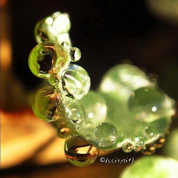 Nature Photograph - Catching Teardrops In My Hand For by Dccitygirl WDC