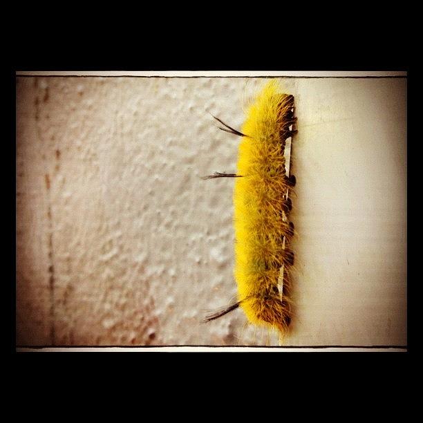 Nature Photograph - Caterpilar by Isabel Poulin