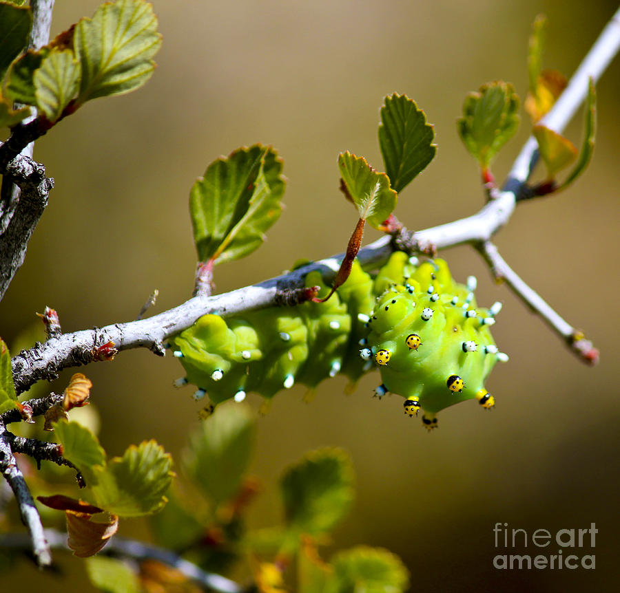 Nature Photograph - Caterpillar by Bianca Collins
