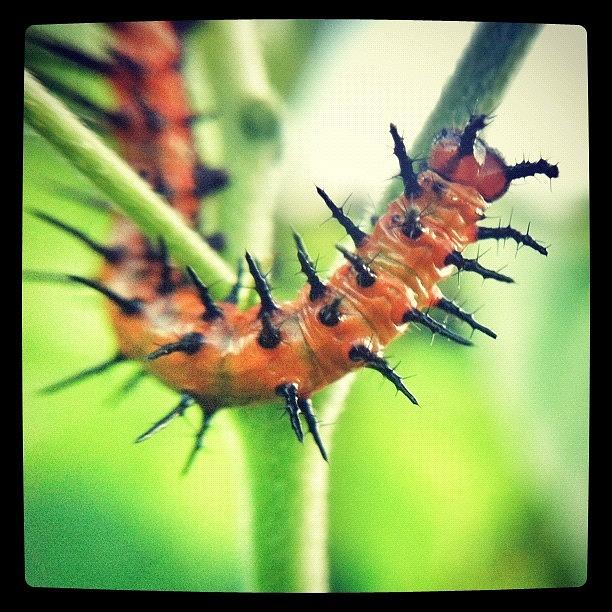 Snapseed Photograph - Caterpillar by Dave Edens