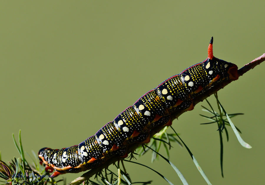 Caterpillar Photograph by Edward Kovalsky