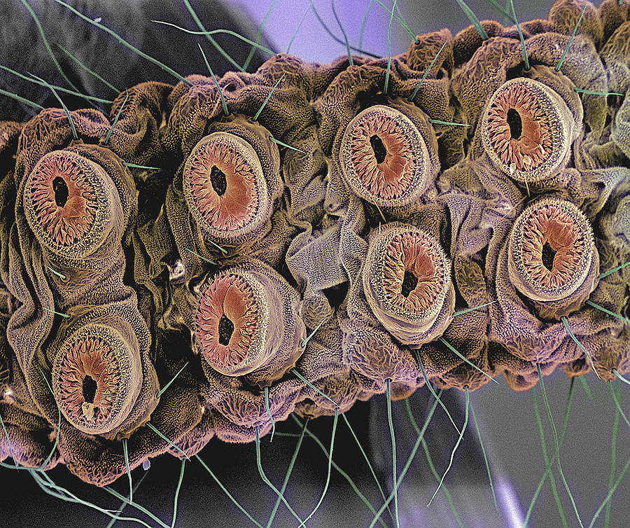 caterpillar intruder on feet