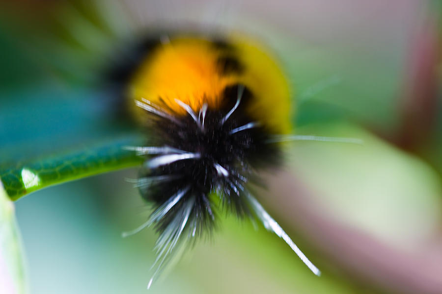 Caterpillar In Abstract Photograph by Marie Jamieson