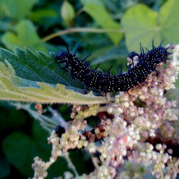 Caterpillar Photograph - #caterpillar #instaprints by Abbie Shores