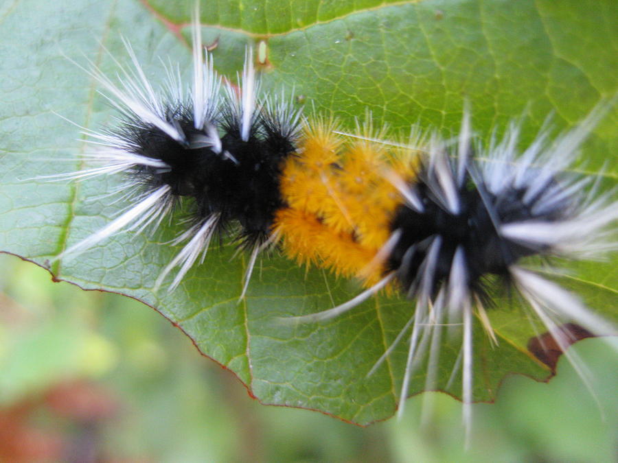 Nature Photograph - Caterpillar by Jessica Sanderson