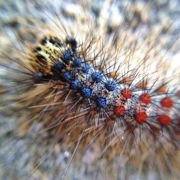 Insects Photograph - Caterpillar by Natasha Marco