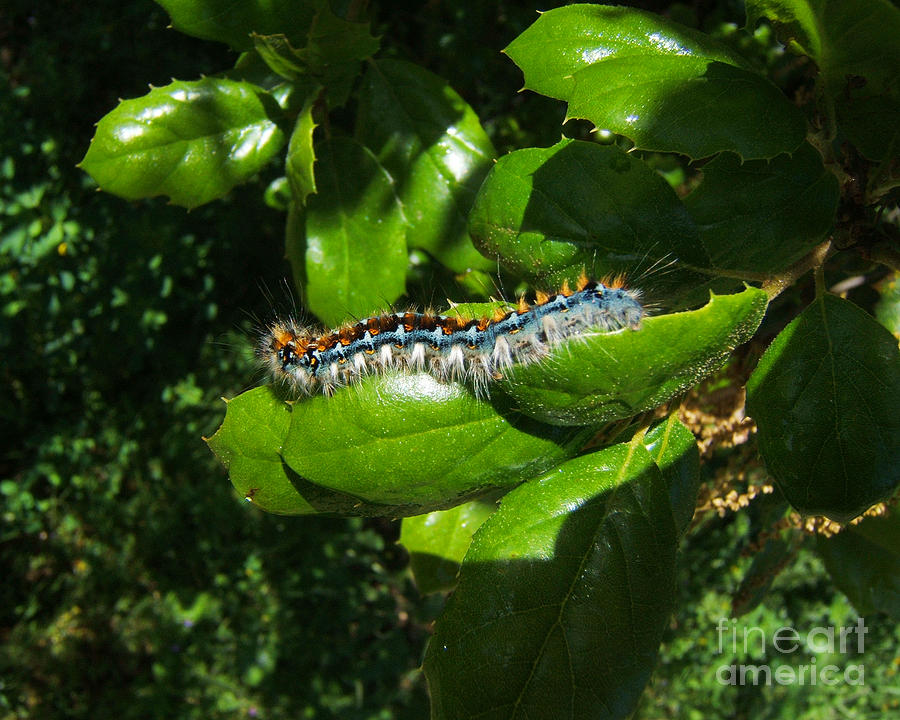 Caterpillar Photograph Photograph by Kristen Fox