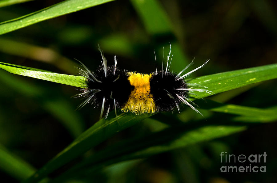 Caterpillar Photograph by Terry Elniski