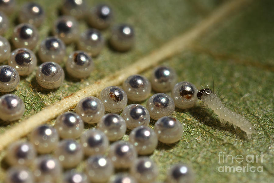 Caterpillars Hatching Photograph by Ted Kinsman
