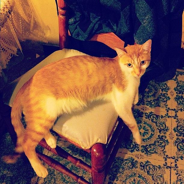Cat Photograph - #cat#on#a#chair by Eddie Mendez