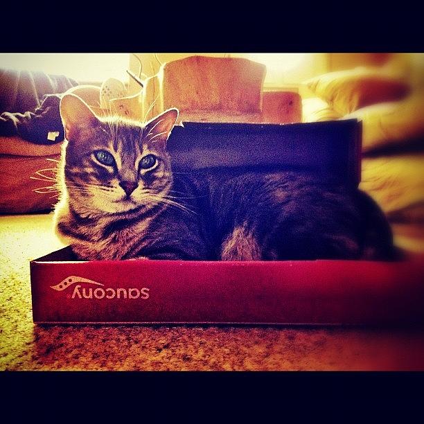 Cat Photograph - Cats And Boxes, An Age Old Love Affair by Amber McCauley
