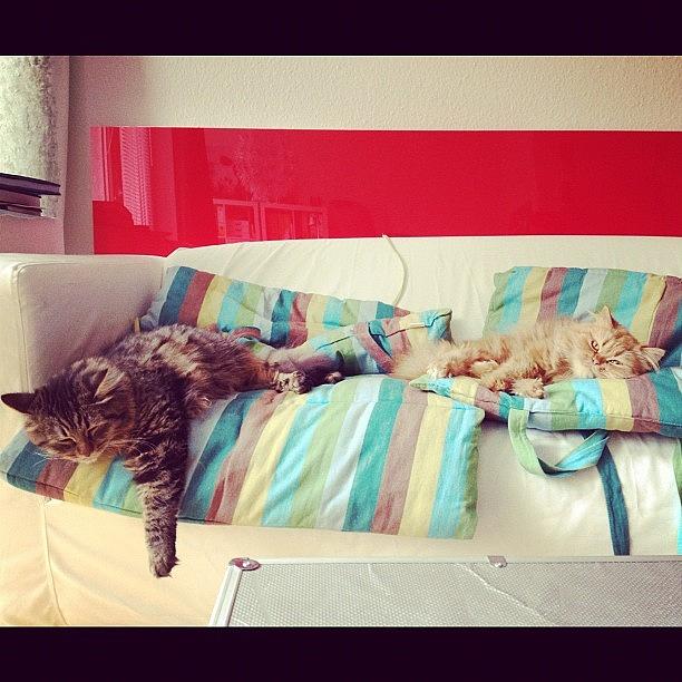 Cat Photograph - #cats #animal #couch #sleep by Silke Heyer