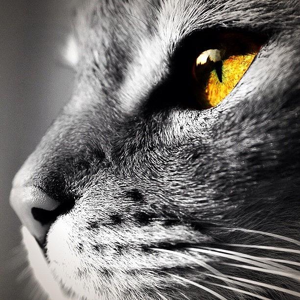Cat Photograph - Cats Eye by Mark B