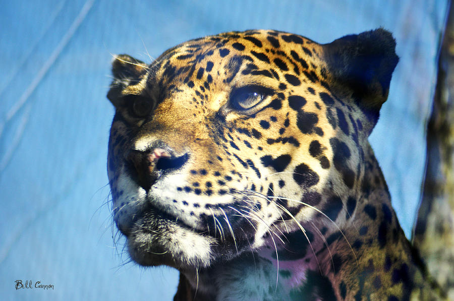 Cats Eyes - Leopard Photograph by Bill Cannon