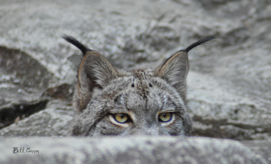 Cats Eyes - Lynx Photograph by Bill Cannon