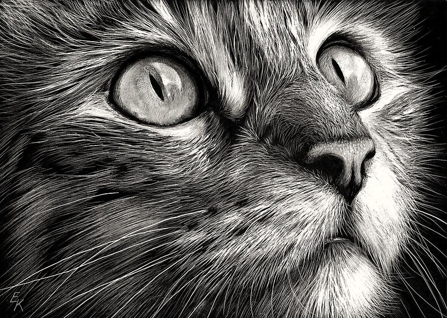 Cat Drawing - Cats face by Elena Kolotusha