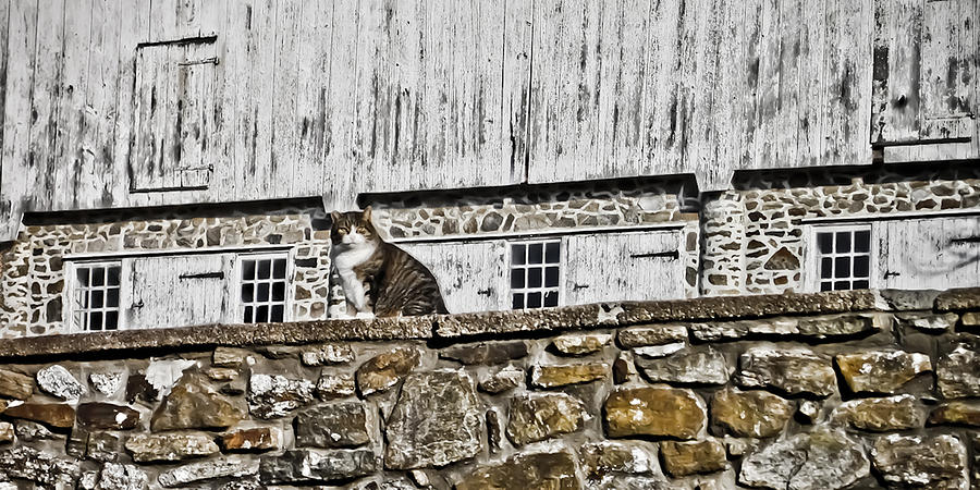 Cats On The Wall Photograph by Trish Tritz