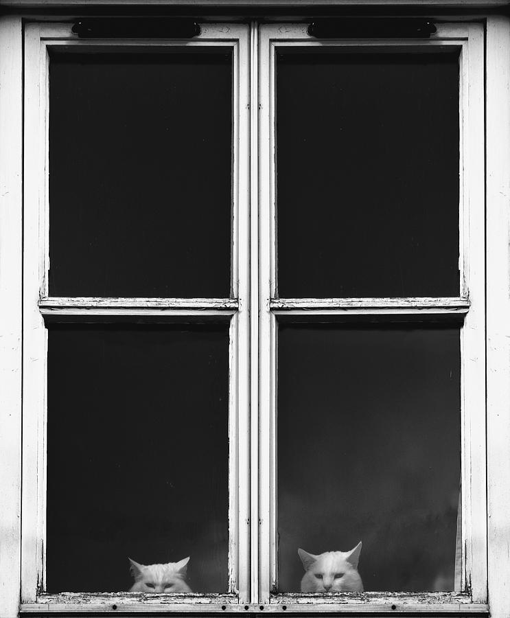 Black And White Photograph - Cats Peeking Out the Window by John Short
