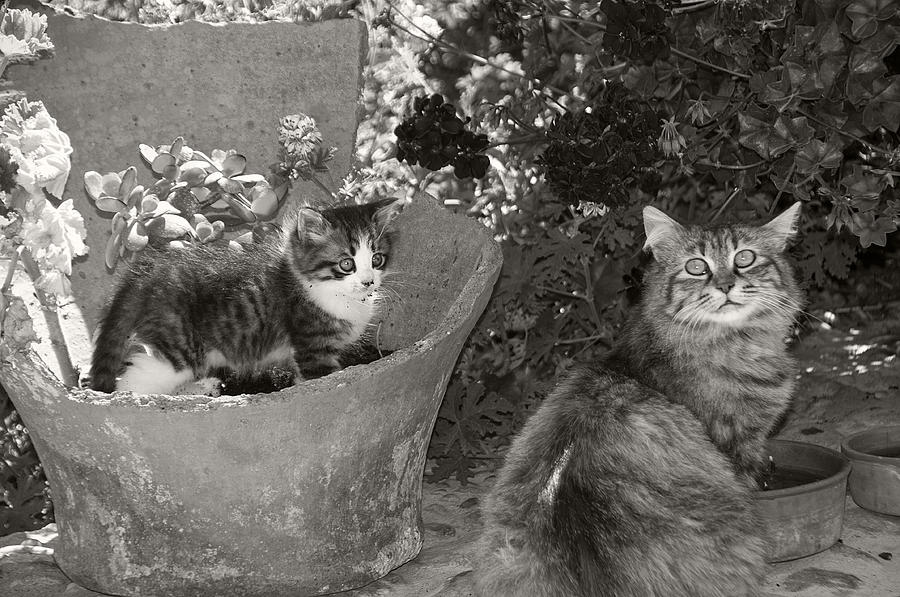 Cats playing in my courtyard Photograph by Manolis Tsantakis | Fine Art ...