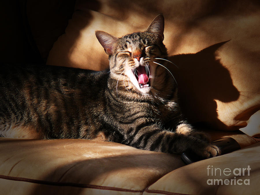 Cats Yawn Photograph by Jeanne  Woods