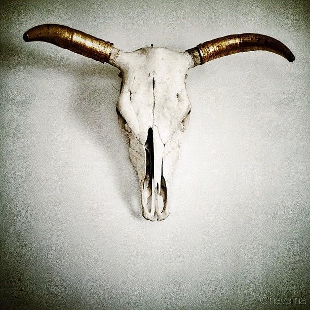 Skeleton Photograph - Catskills Skull by Natasha Marco