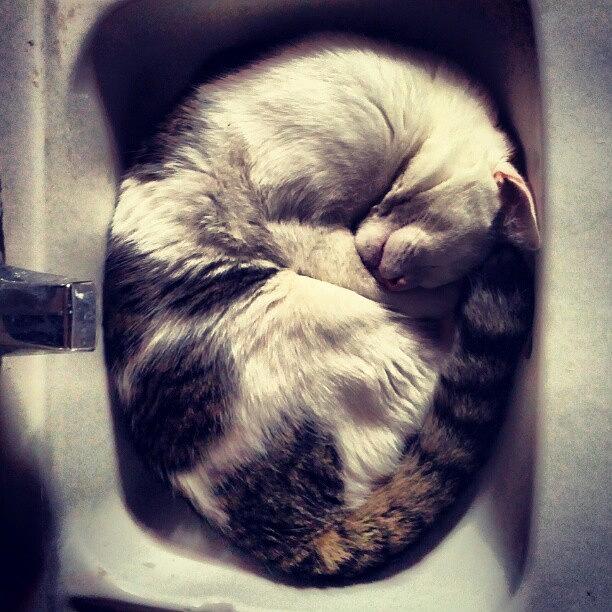 Kitty Photograph - #catsofinstagram #catstagram #kitty by Jordan Napolitano