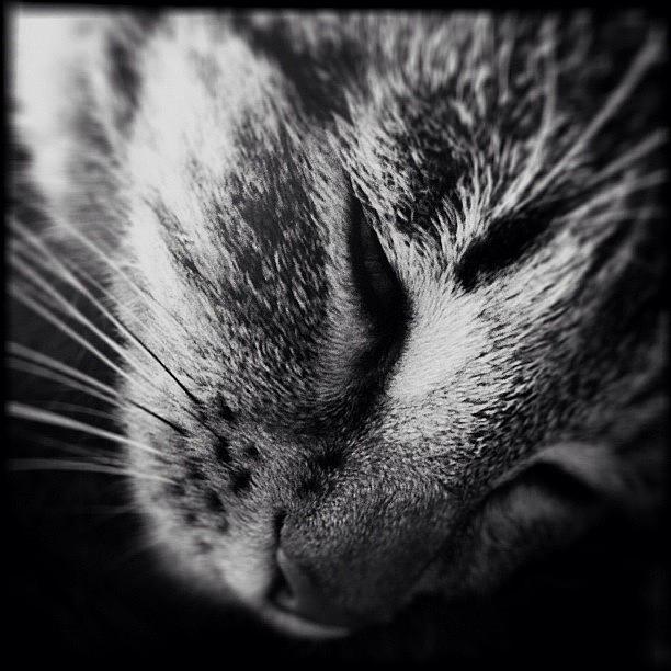 #catsofinstagram Photograph by Charlotte Ashu