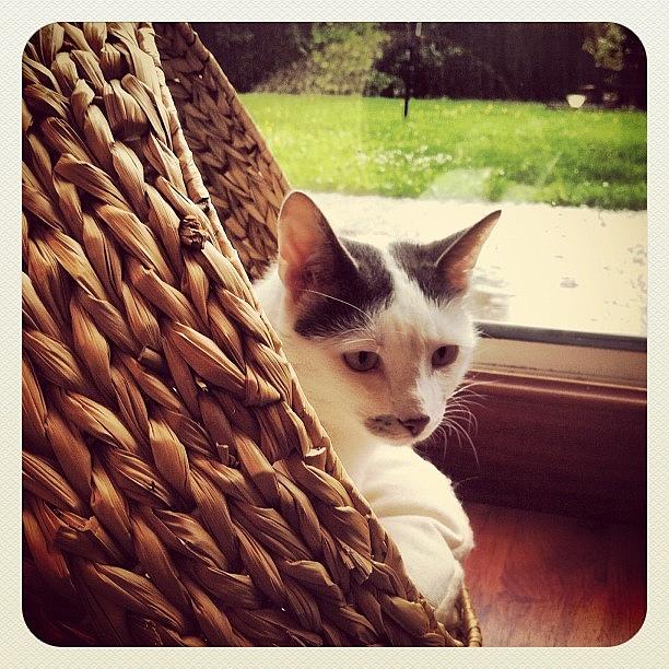 Cat Photograph - #catsofinstagram  #kitten  #cat #cosy by Ashley Grant