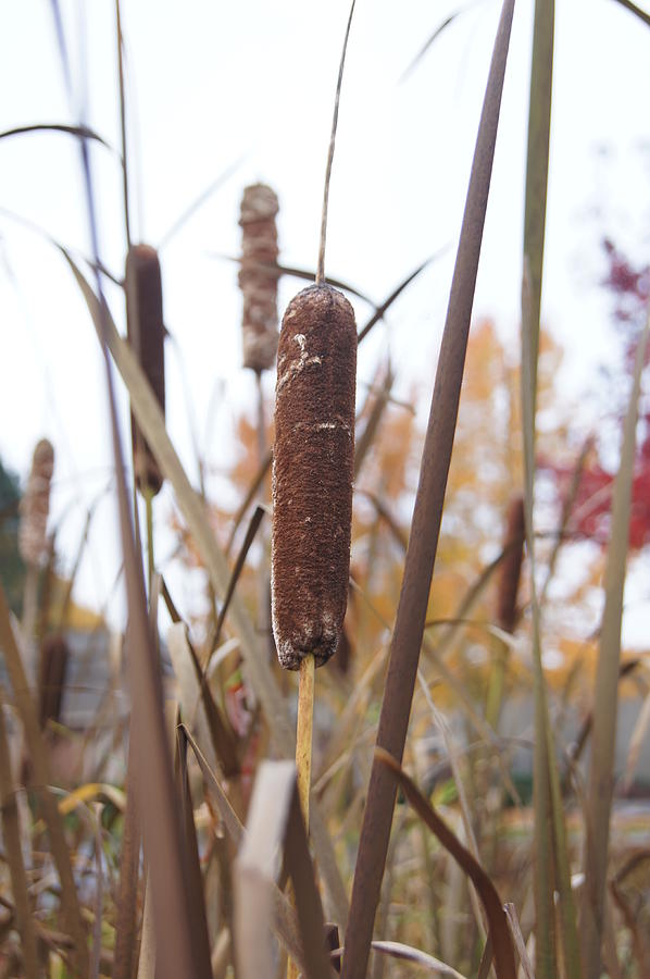 The Spirit of Cattail County by Victoria Piontek