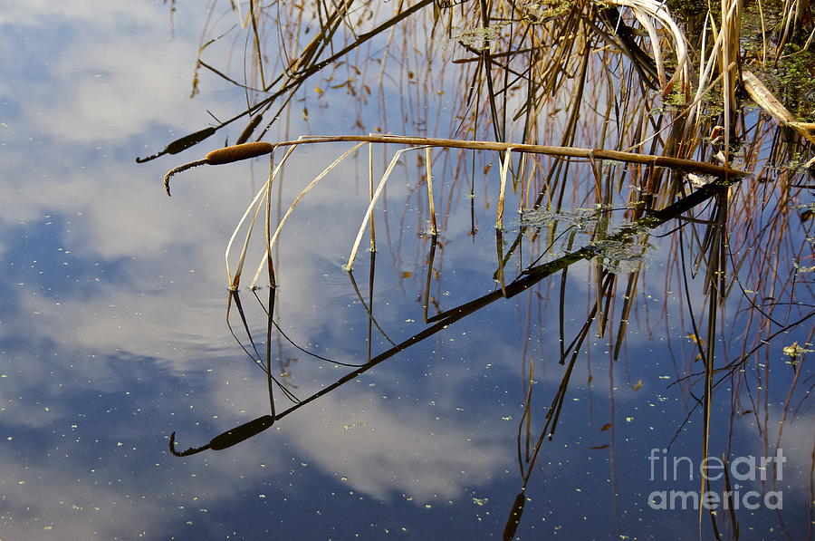 Cattail Reflection Photograph by Sean Griffin
