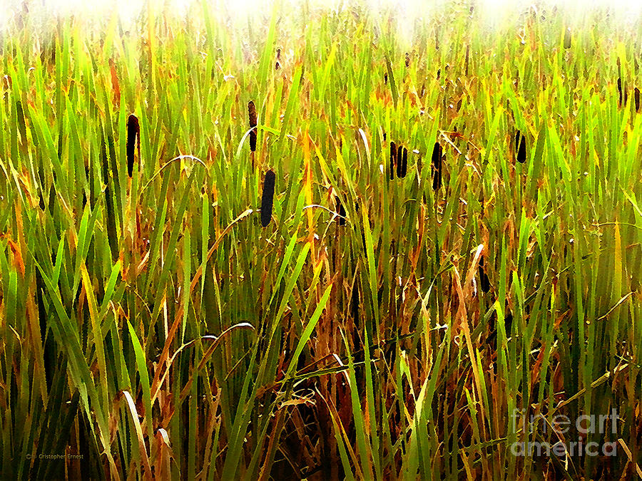 Cattails 2 Photograph by Cristophers Dream Artistry