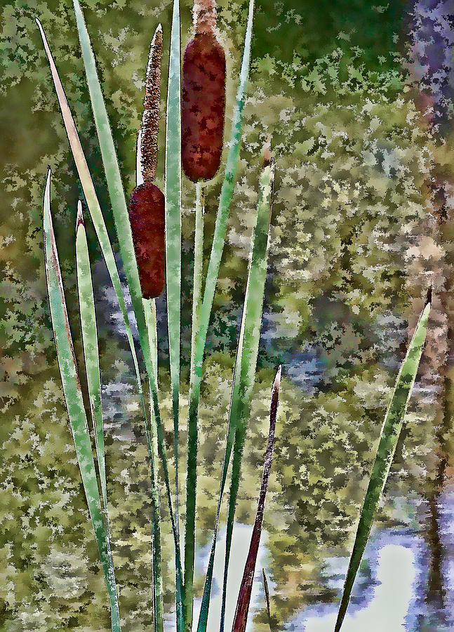 Cattails Along the Pond Photograph by Don Schwartz