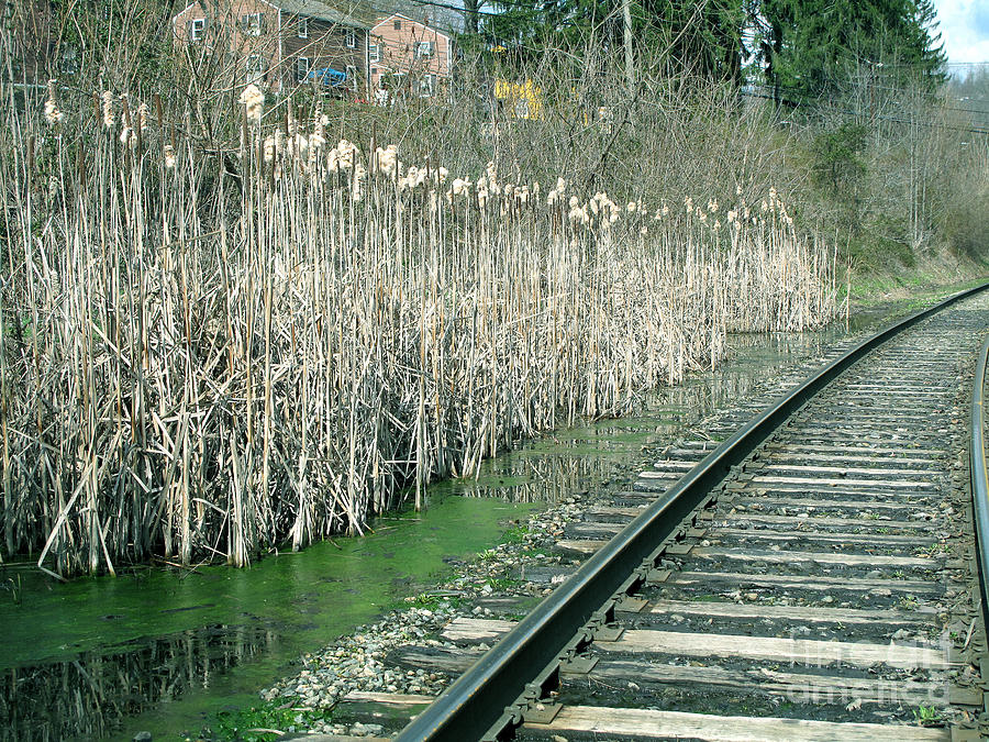 Cattails by the Tracks Photograph by Sandy McIntire