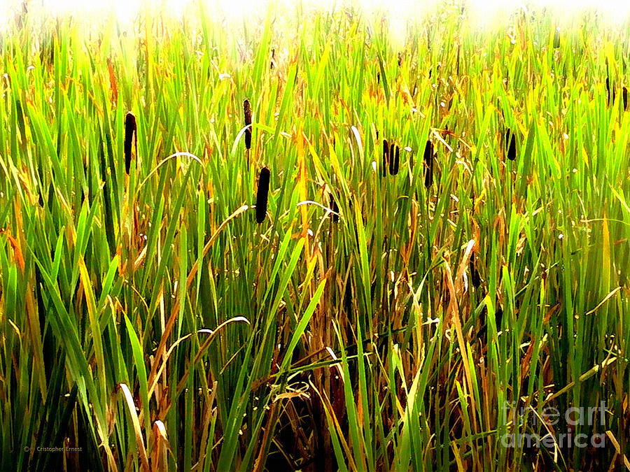 Cattails Photograph by Cristophers Dream Artistry