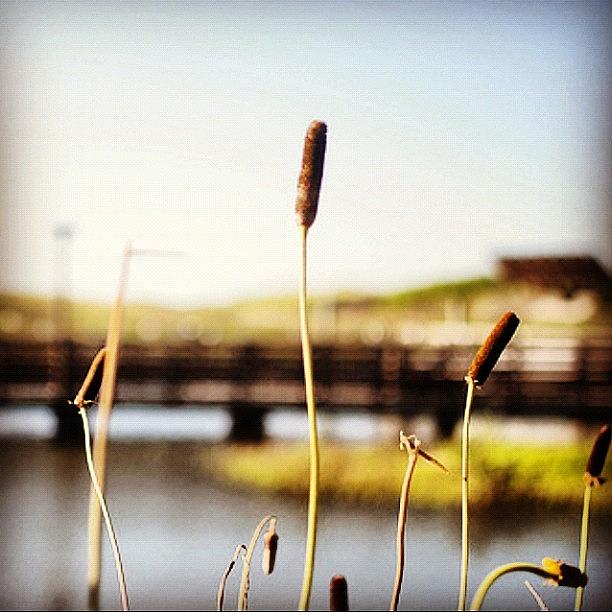 Nature Photograph - Cattails In The Wetland. #texas by Victoria Haas