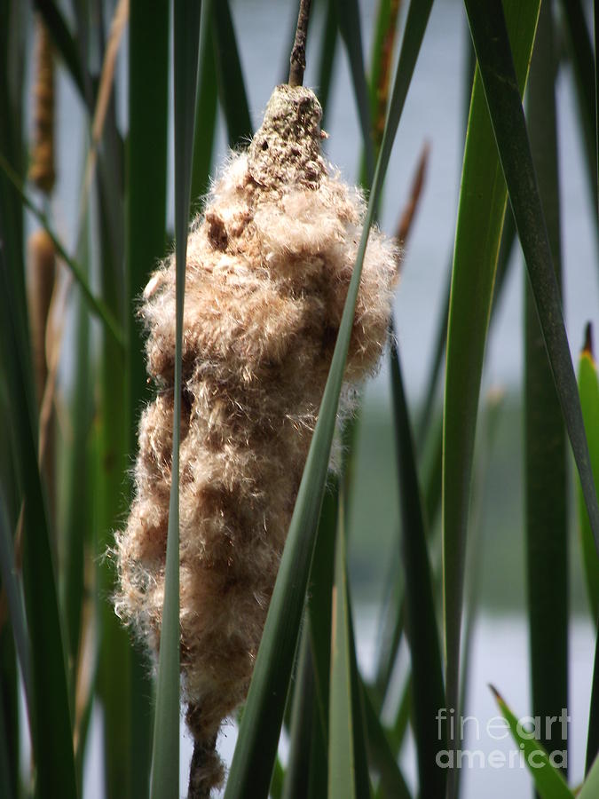 Nature Photograph - Cattails by Shawna Gibson