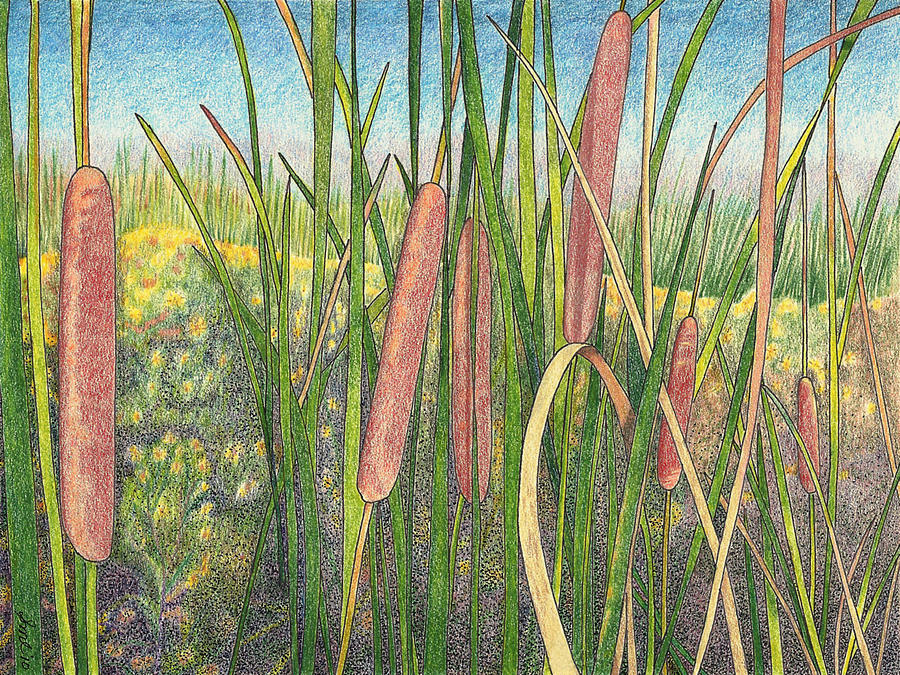 Cattails Drawing by Sue Lohse