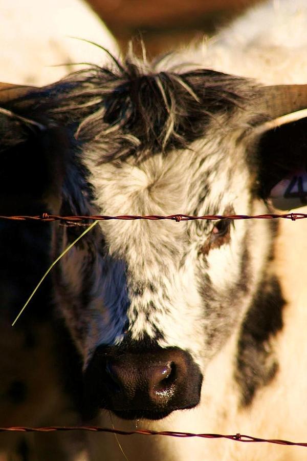 Farm Photograph - Cattle Call by William Kelvie
